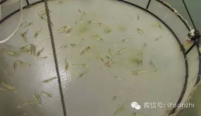 中國養殖基地 yzjidi.com