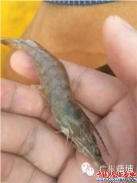 中國養殖基地 yzjidi.com