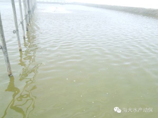 中國養殖基地 yzjidi.com