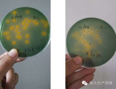 中國養殖基地 yzjidi.com