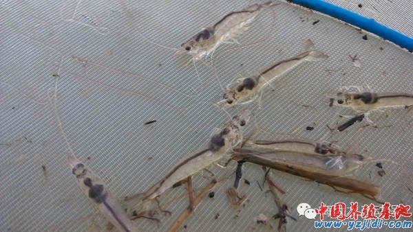 中國養殖基地 yzjidi.com