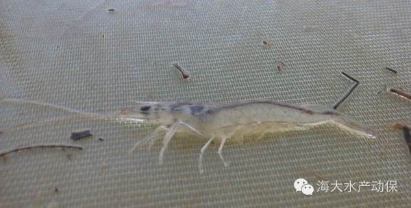 中國養殖基地 yzjidi.com
