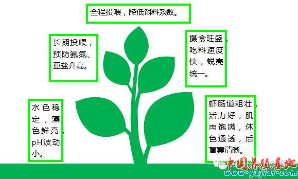 中國養殖基地 yzjidi.com