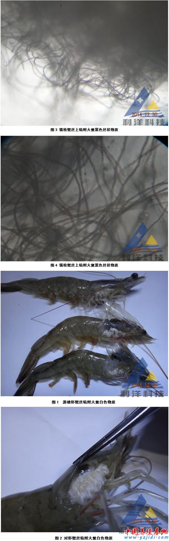 中國養殖基地 yzjidi.com