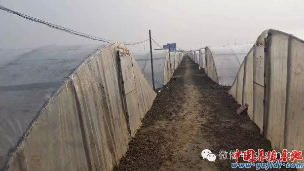 中國養殖基地 yzjidi.com
