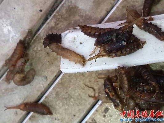 中國養殖基地 yzjidi.com