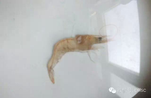 中國養殖基地 yzjidi.com