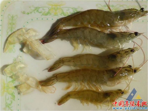 中國養殖基地 yzjidi.com
