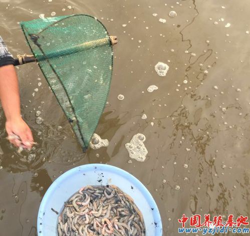 中國養殖基地 yzjidi.com