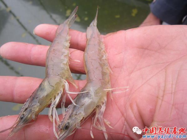 中國養殖基地 yzjidi.com