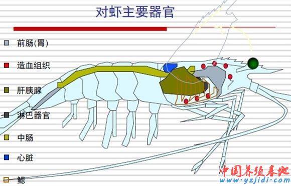 中國養殖基地 yzjidi.com
