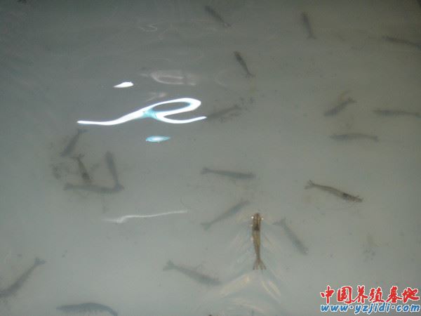 中國養殖基地 yzjidi.com