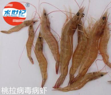 中國養殖基地 yzjidi.com