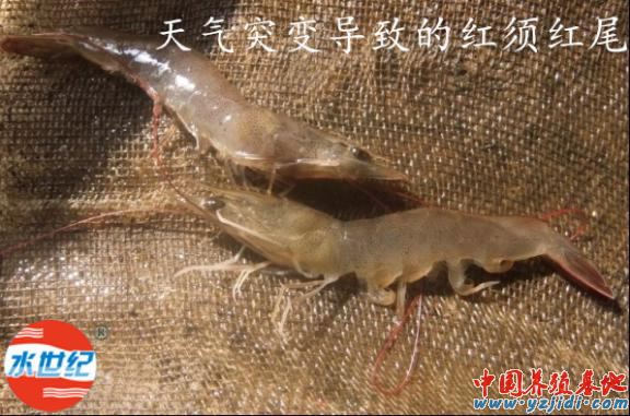 中國養殖基地 yzjidi.com