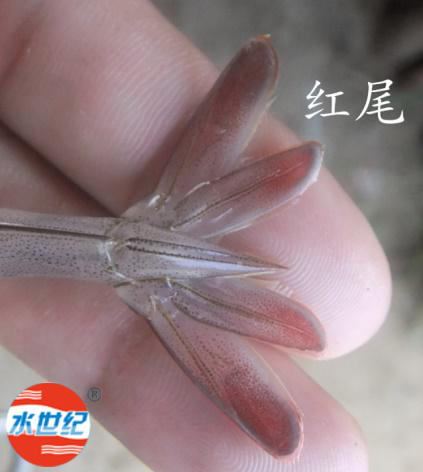 中國養殖基地 yzjidi.com