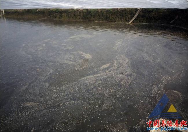 中國養殖基地 yzjidi.com