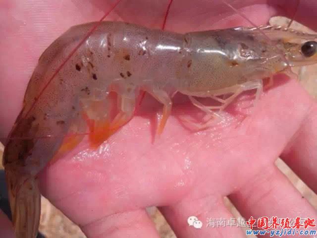 中國養殖基地 yzjidi.com