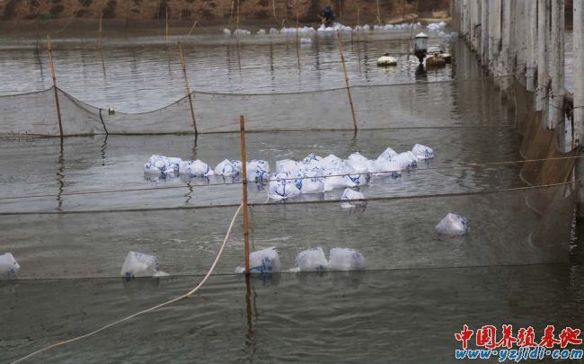 中國養殖基地 yzjidi.com