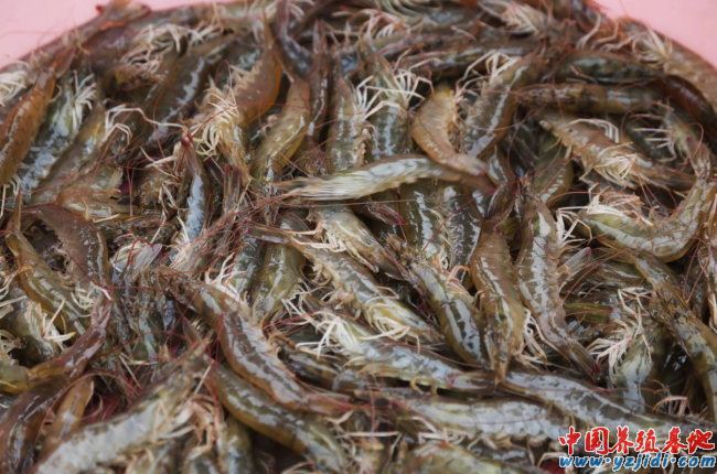 中國養殖基地 yzjidi.com