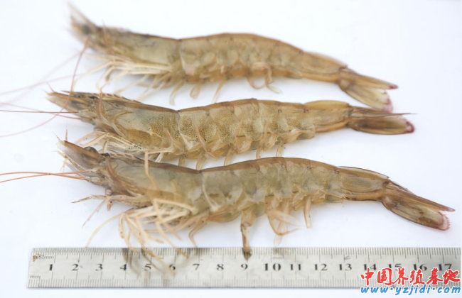 中國養殖基地 yzjidi.com