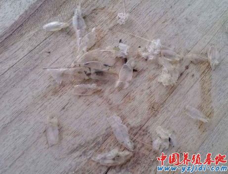 中國養殖基地 yzjidi.com