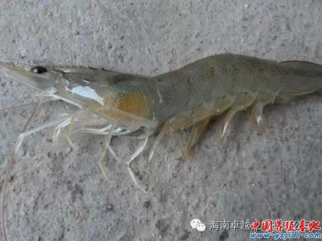 中國養殖基地 yzjidi.com