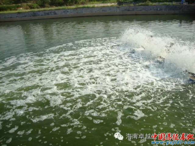 中國養殖基地 yzjidi.com