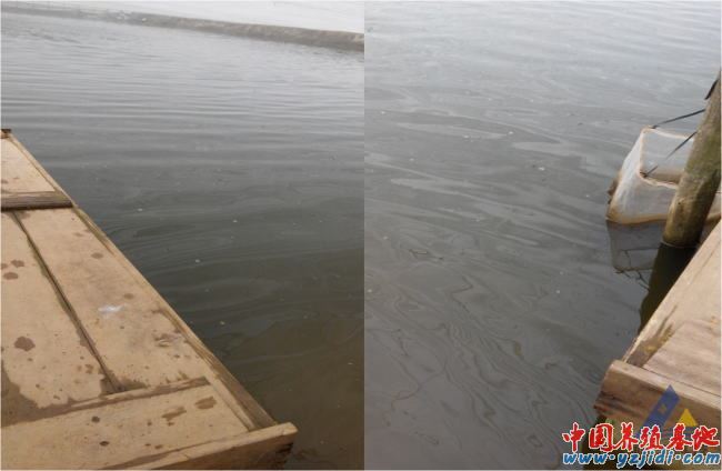 中國養殖基地 yzjidi.com