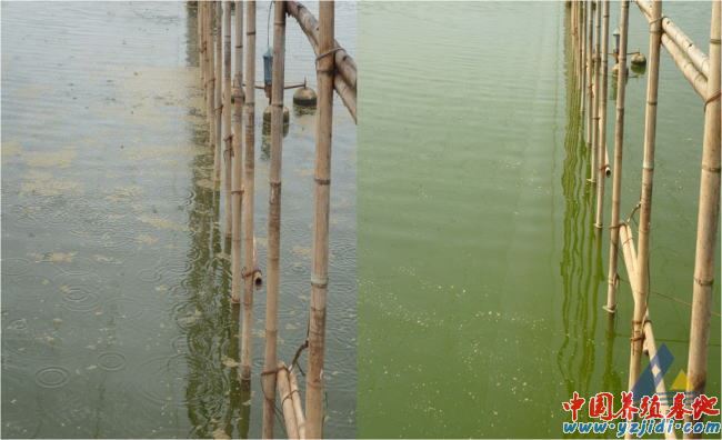 中國養殖基地 yzjidi.com