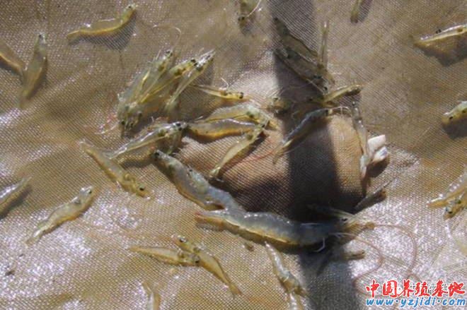 中國養殖基地 yzjidi.com