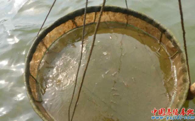 中國養殖基地 yzjidi.com