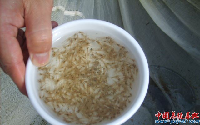 中國養殖基地 yzjidi.com