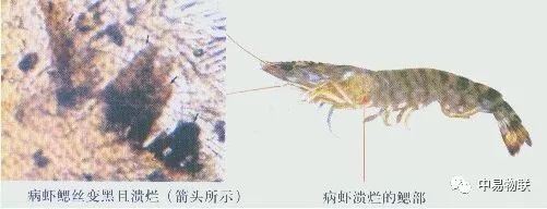中國養殖基地 yzjidi.com