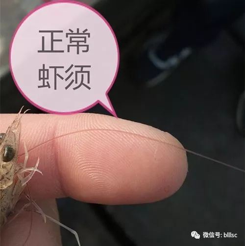 中國養殖基地 yzjidi.com