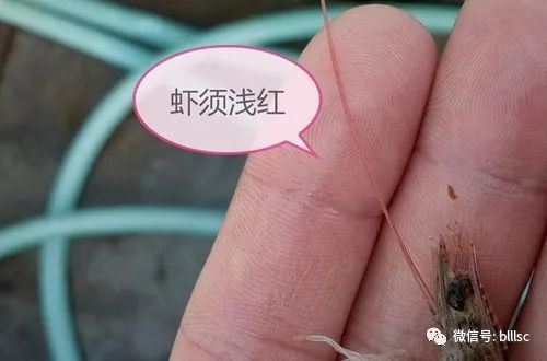 中國養殖基地 yzjidi.com