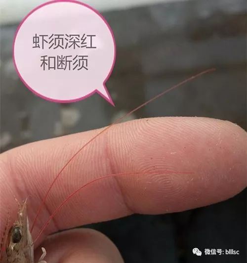 中國養殖基地 yzjidi.com