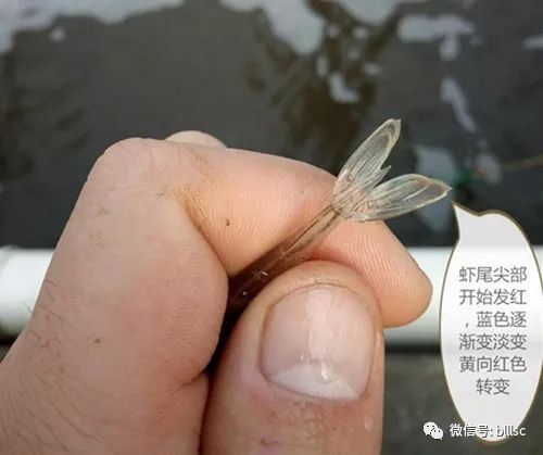中國養殖基地 yzjidi.com