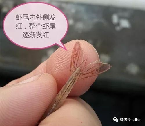 中國養殖基地 yzjidi.com