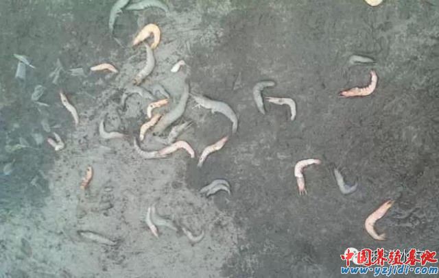 中國養殖基地 yzjidi.com