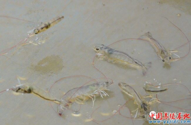 中國養殖基地 yzjidi.com