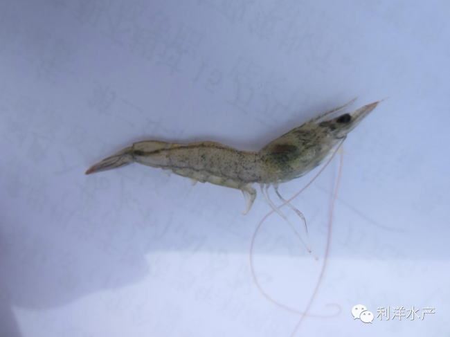 中國養殖基地 yzjidi.com