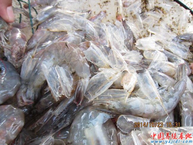 中國養殖基地 yzjidi.com