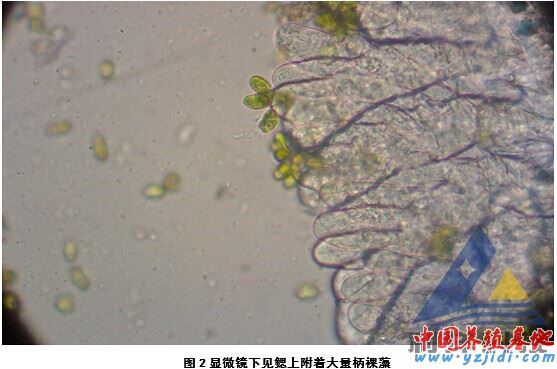 中國養殖基地 yzjidi.com