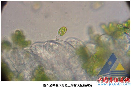 中國養殖基地 yzjidi.com