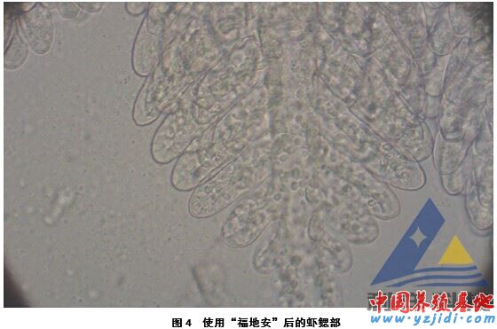 中國養殖基地 yzjidi.com