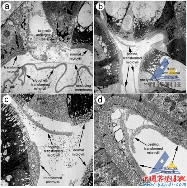 中國養殖基地 yzjidi.com