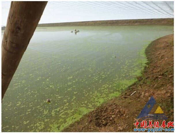 中國養殖基地 yzjidi.com