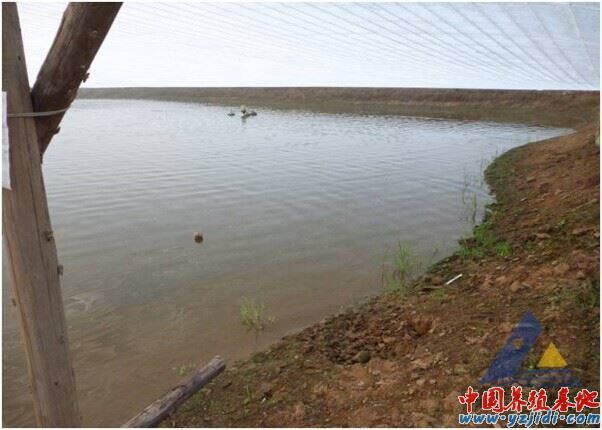中國養殖基地 yzjidi.com
