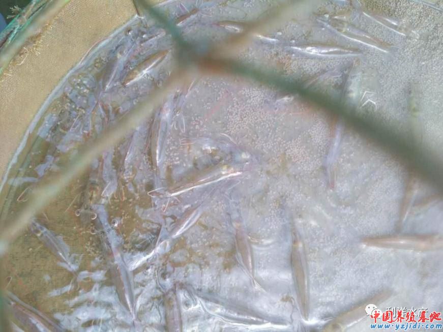 中國養殖基地 yzjidi.com
