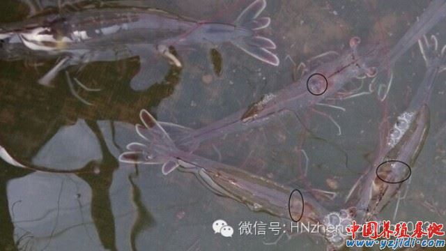 中國養殖基地 yzjidi.com